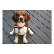 Cutest Beagle Dog Ever Custom Announcement
