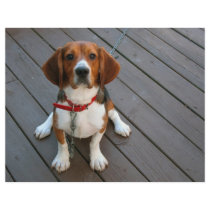 Cutest Beagle Dog Ever