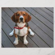 Cutest Beagle Dog Ever Flyer