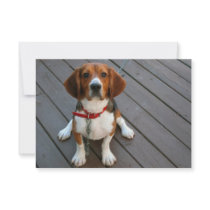Cutest Beagle Dog Ever