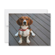 Cutest Beagle Dog Ever