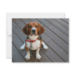 Cutest Beagle Dog Ever invitations