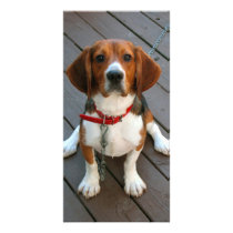 Cutest Beagle Dog Ever