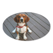 Cutest Beagle Dog Ever