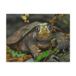Cutest Tortoise Evaaar