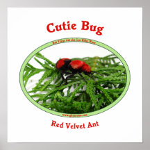 Cutie Bug Red Velvet Ant Wasp Posters