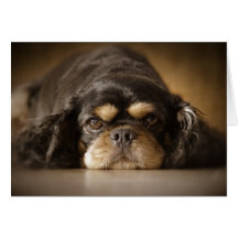 Cutie Cav! Greeting Cards