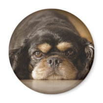 Cutie Cav! Magnets