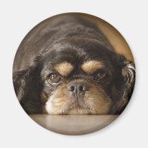 Cutie Cav! Magnets