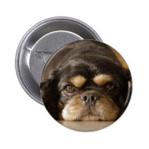 Cutie Cav! Pinback Button