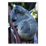 Cutie Pie Koala