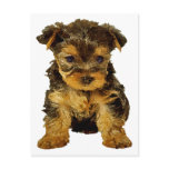 Cutie Pie, Yorkie Puppy postcards