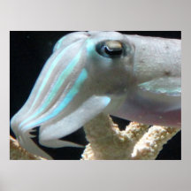 Cuttlefish Poster