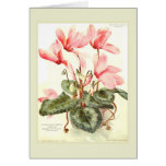 Cyclamen cards