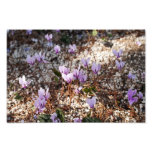 Cyclamen Photo Print