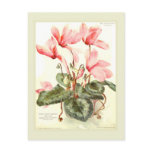 Cyclamen postcards