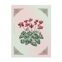 Cyclamen Postcard