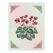 Cyclamen Postcard