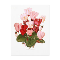 Cyclamens Post Cards