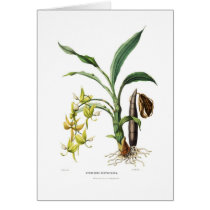 Cycnoches ventricosum cards