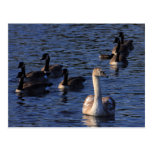 Cygnet and Geese Post Card