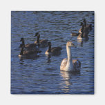 Cygnet and Geese Refrigerator Magnets