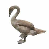 Cygnet ~ photo sculpture