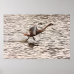 Cygnet Take Off Posters