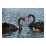 Cygnets on the moat of Markenfield Hall, Ripon, UK cards