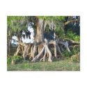 Cypress Tree postcards