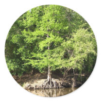 Cypress Trees Stickers