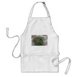 Cypress Vine (Ipomoea Quamoclit) flowers aprons