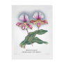 Cypripedium hybrid (P. spicerianum x P. villosum ) Postcard