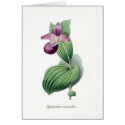 Cypripedium macranthos cards