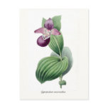 Cypripedium macranthos postcards
