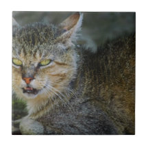 Da Cat Ceramic Tile