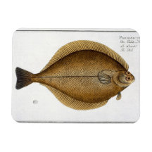 Dab (Pleuronectes Limanda) plate XLVI from 'Ichthy Flexible Magnet