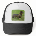 Dachshund 9J063D-06 hats