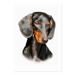 Dachshund 9Y420D-096a business cards