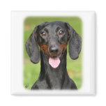 Dachshund 9Y420D-165 magnets