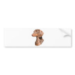 Dachshund 9Y420D-82 bumper stickers