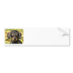 Dachshund 9Y426D-094 bumper stickers