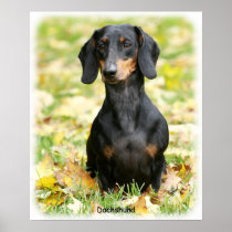 Dachshund 9Y426D-158 Print