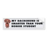 Dachshund (Brown) Honour Student