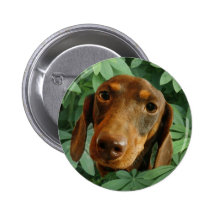 Dachshund (Brown Short Haired) in Green Leaves Pinback Buttons