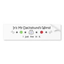 Dachshund
