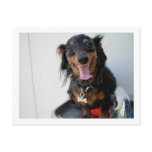 Dachshund in a drinking fountain postcards