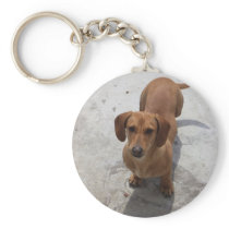 Dachshund