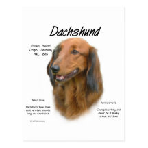 Dachshund (longhair) History Design Postcard