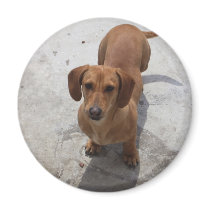 Dachshund